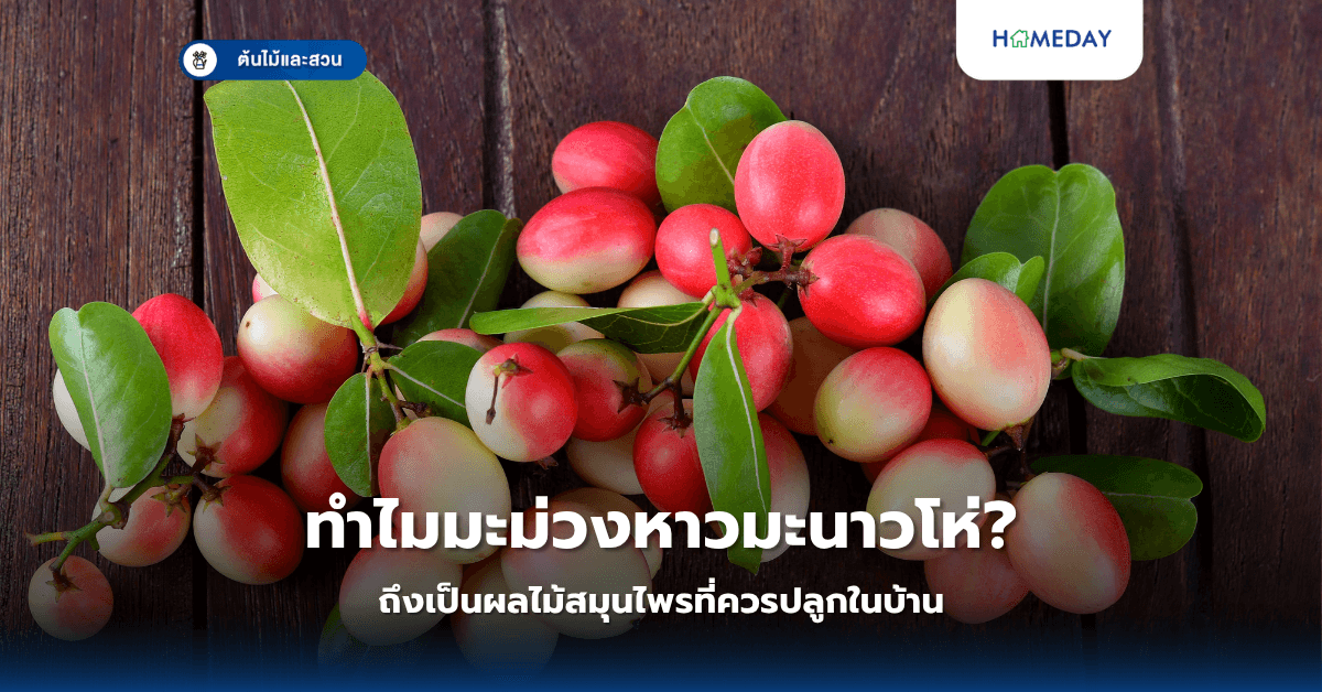 ทำไมมะม่วงหาวมะนาวโห่ถึงเป็นผลไม้สมุนไพรที่ควรปลูกในบ้าน?