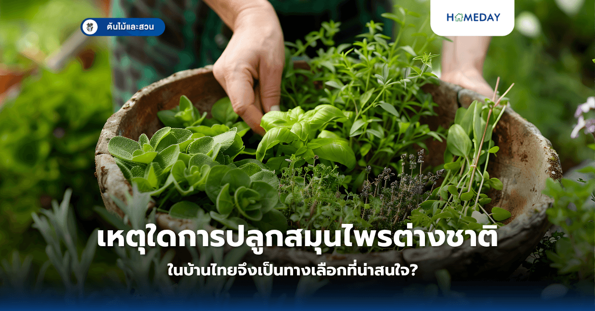 เหตุใดการปลูกสมุนไพรต่างชาติในบ้านไทยจึงเป็นทางเลือกที่น่าสนใจ?