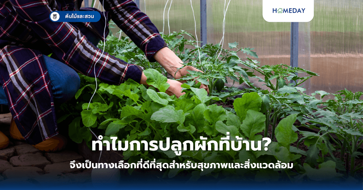 ทำไมการปลูกผักที่บ้านจึงเป็นทางเลือกที่ดีที่สุดสำหรับสุขภาพและสิ่งแวดล้อม?