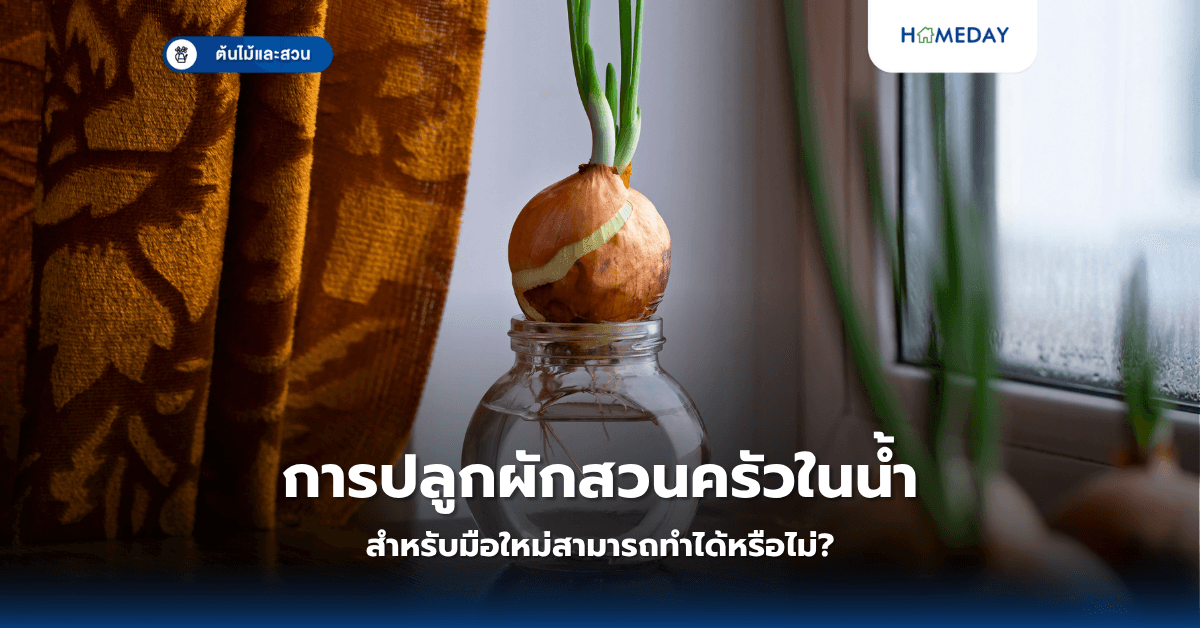 การปลูกผักสวนครัวในน้ำสำหรับมือใหม่สามารถทำได้หรือไม่?