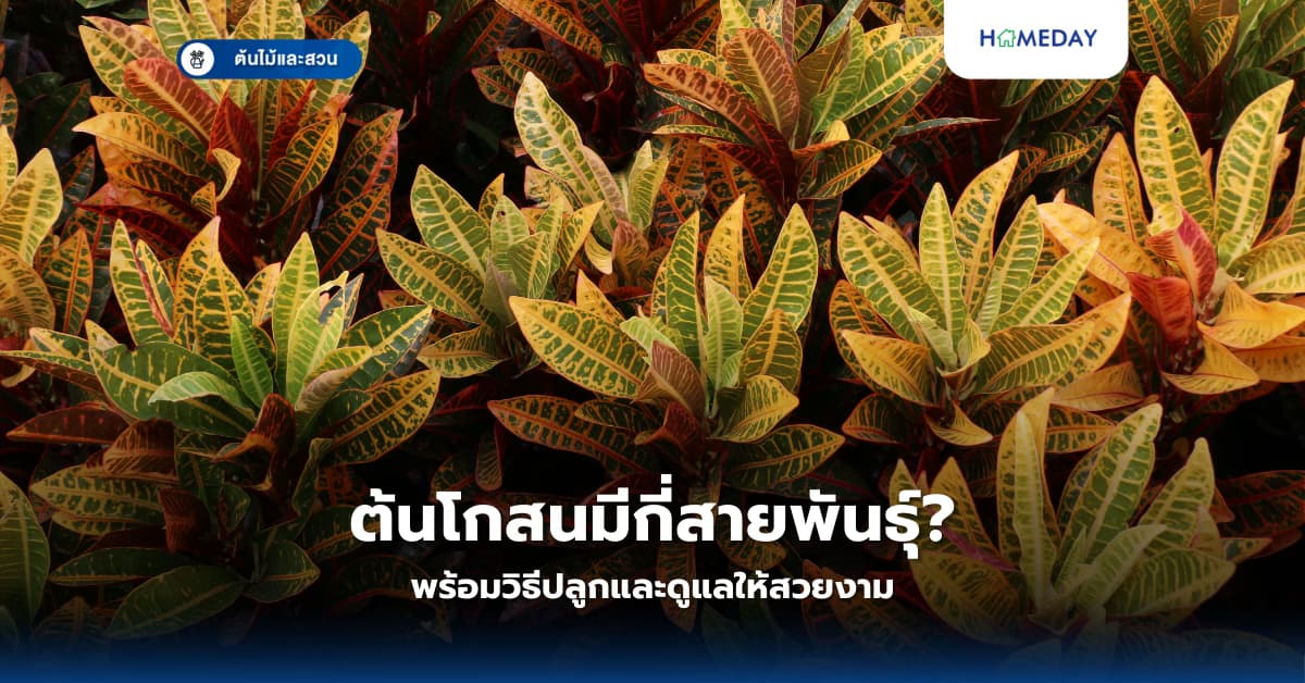 ต้นโกสนมีกี่สายพันธุ์? พร้อมวิธีปลูกและดูแลให้สวยงาม