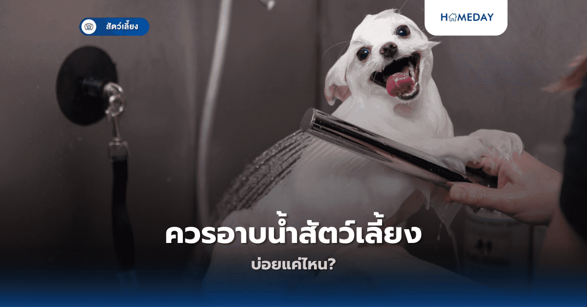 ควรอาบน้ำสัตว์เลี้ยงบ่อยแค่ไหน?