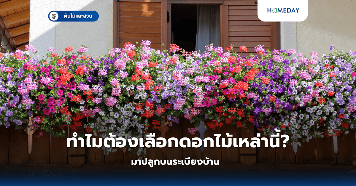 ทำไมต้องเลือกดอกไม้เหล่านี้มาปลูกบนระเบียงบ้าน?