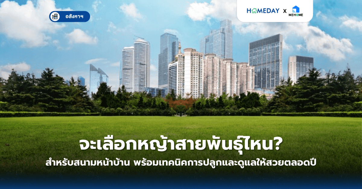 จะเลือกหญ้าสายพันธุ์ไหนสำหรับสนามหน้าบ้าน? พร้อมเทคนิคการปลูกและดูแลให้สวยตลอดปี