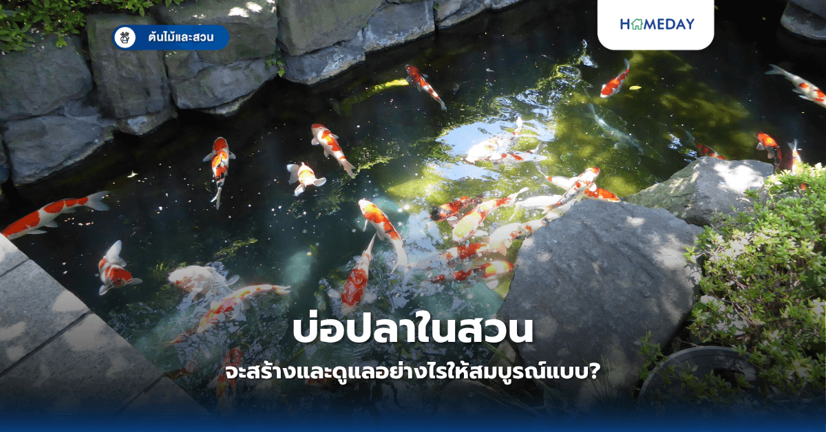 บ่อปลาในสวนจะสร้างและดูแลอย่างไรให้สมบูรณ์แบบ?