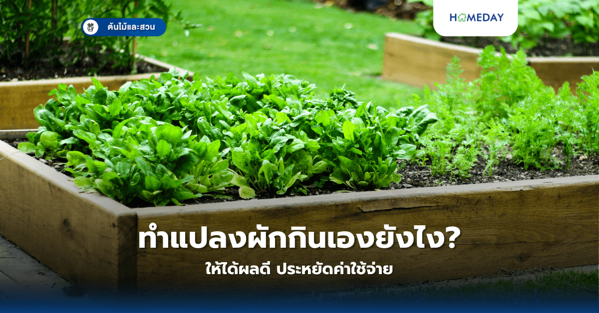 ทำแปลงผักกินเองยังไงให้ได้ผลดี ประหยัดค่าใช้จ่าย