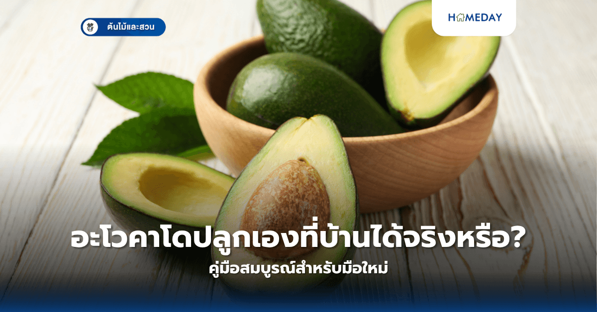 อะโวคาโดปลูกเองที่บ้านได้จริงหรือ? คู่มือสมบูรณ์สำหรับมือใหม่