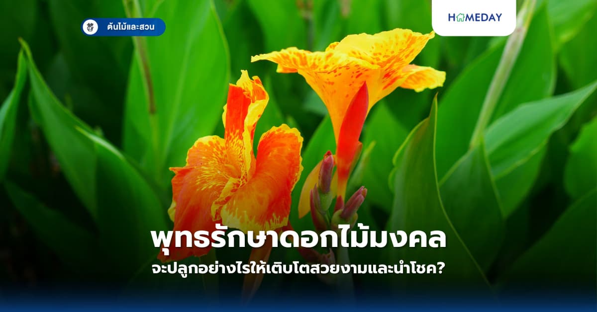 พุทธรักษาดอกไม้มงคล จะปลูกอย่างไรให้เติบโตสวยงามและนำโชค?
