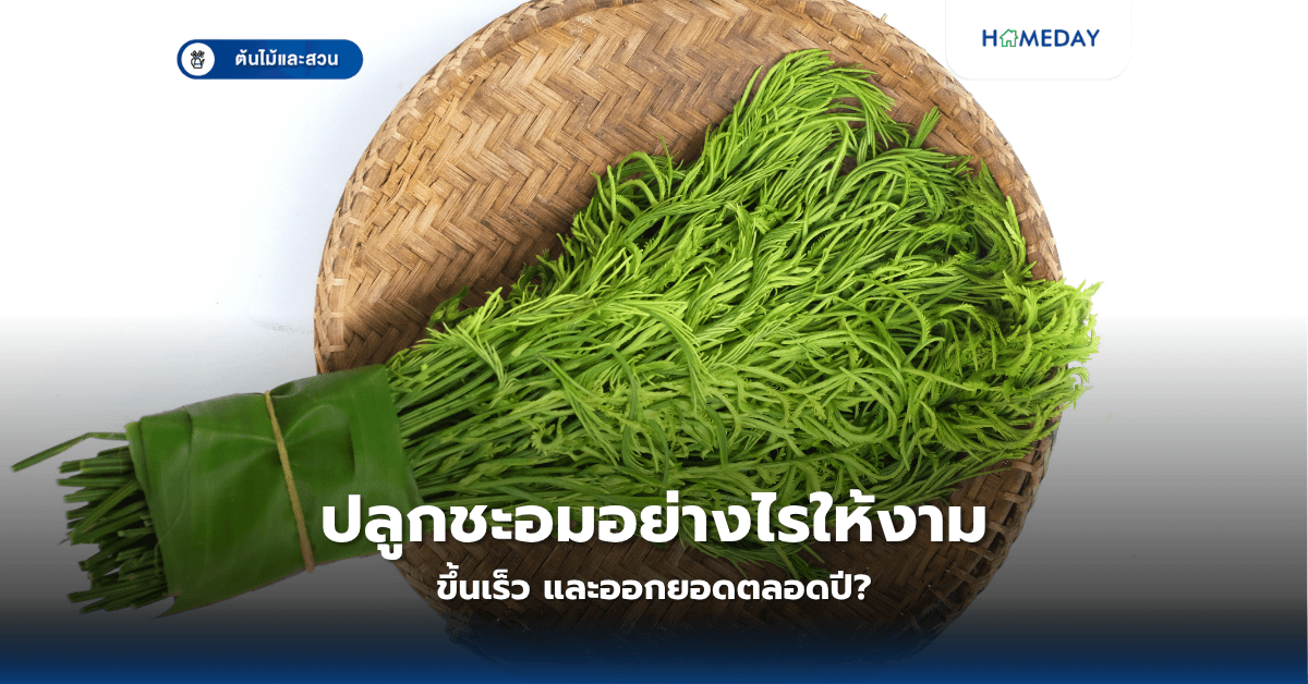 ปลูกชะอมอย่างไรให้งาม ขึ้นเร็ว และออกยอดตลอดปี?