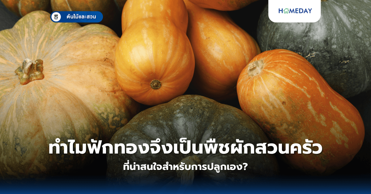 ทำไมฟักทองจึงเป็นพืชผักสวนครัวที่น่าสนใจสำหรับการปลูกเอง?