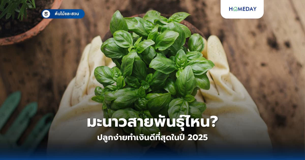 จะปลูกโหระพาอย่างไรให้โตเร็วและให้ผลดี? คู่มือครบครันจากการเตรียมดินถึงการเก็บเกี่ยว