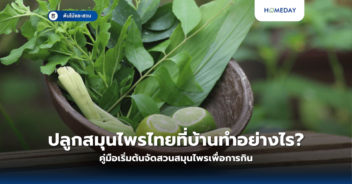 ปลูกสมุนไพรไทยที่บ้านทำอย่างไร? คู่มือเริ่มต้นจัดสวนสมุนไพรเพื่อการกิน