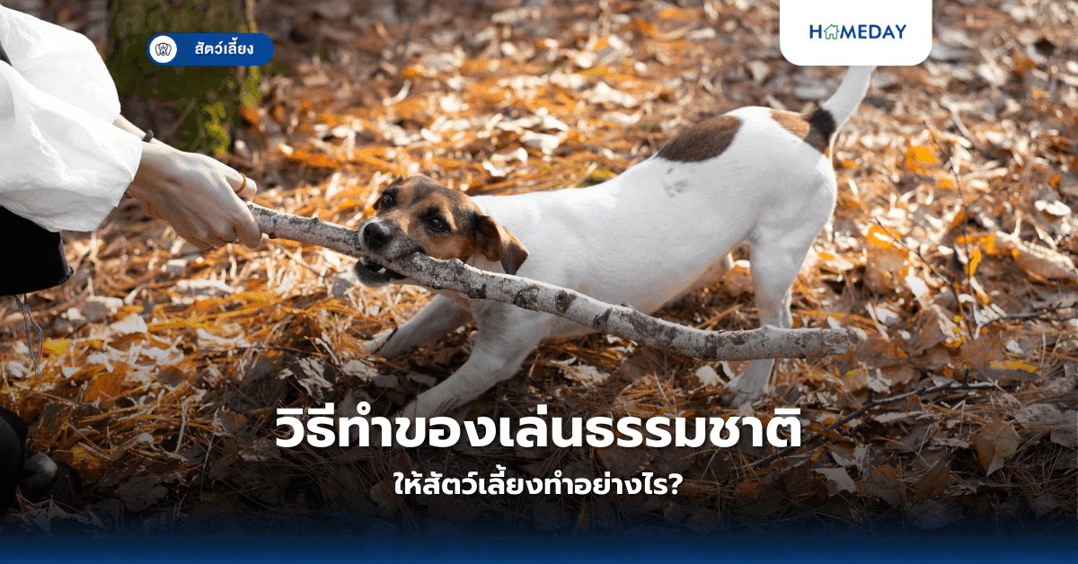 วิธีทำของเล่นธรรมชาติให้สัตว์เลี้ยงทำอย่างไร?