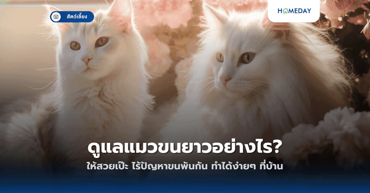 ดูแลแมวขนยาวอย่างไร? ให้สวยเป๊ะ ไร้ปัญหาขนพันกัน ทำได้ง่ายๆ ที่บ้าน
