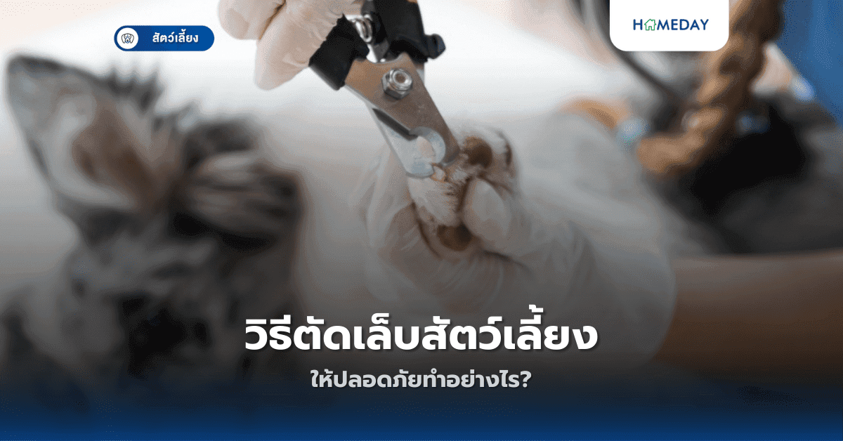 วิธีตัดเล็บสัตว์เลี้ยงให้ปลอดภัยทำอย่างไร?