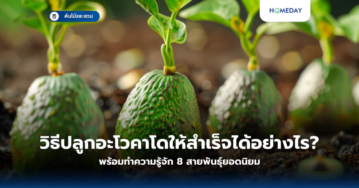 วิธีปลูกอะโวคาโดให้สำเร็จได้อย่างไร? พร้อมทำความรู้จัก 8 สายพันธุ์ยอดนิยม