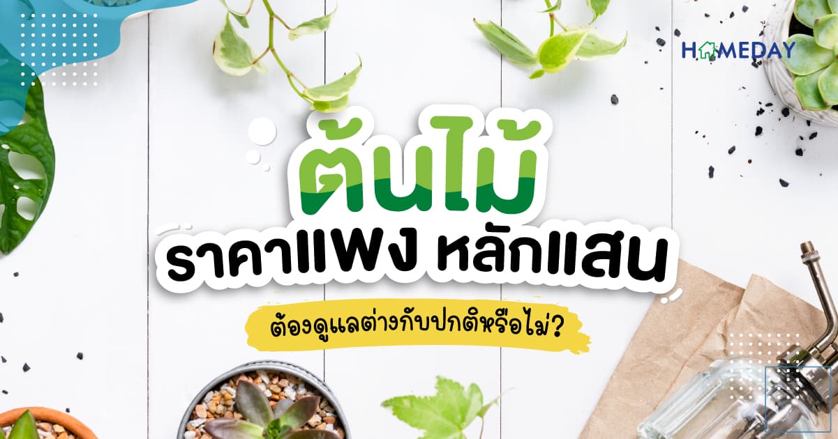 ต้นไม้ราคาแพง หลักแสน ต้องดูแลต่างกับปกติหรือไม่