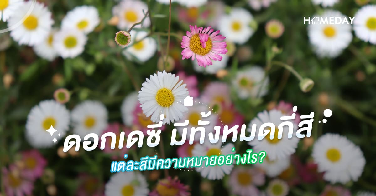 ดอกเดซี่ มีทั้งหมดกี่สี แต่ละสีมีความหมายอย่างไร?