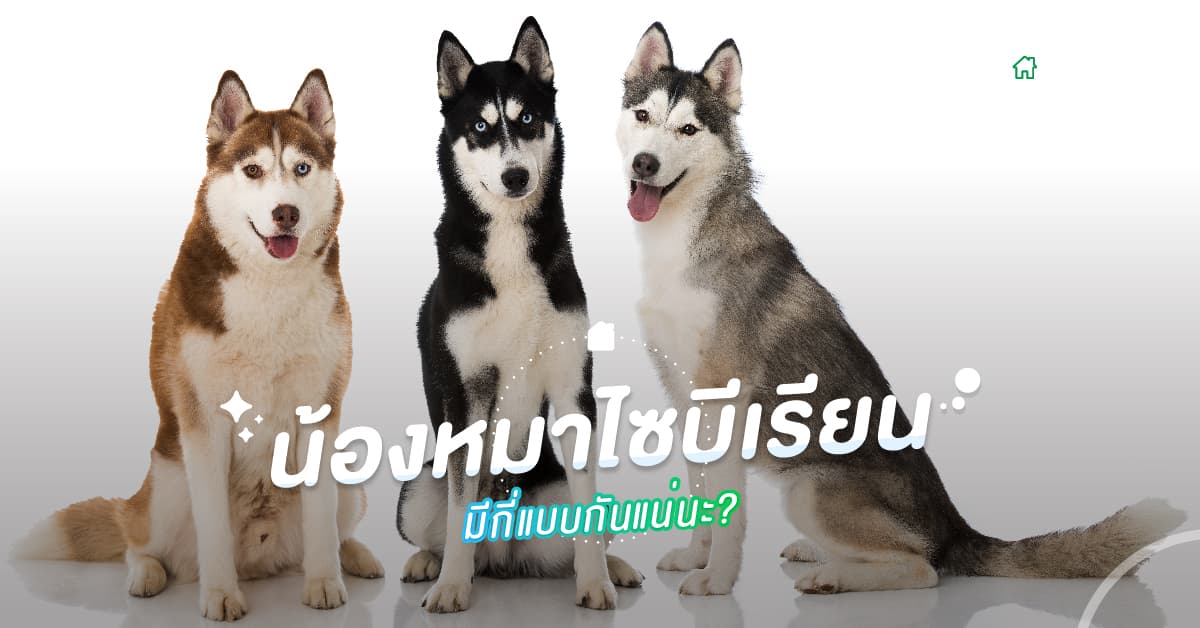 น้องหมาไซบีเรียน มีกี่แบบกันแน่นะ?