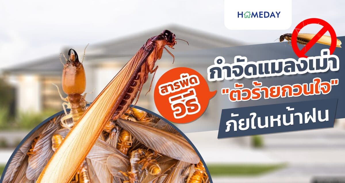 สารพัดวิธีกำจัดแมลงเม่า ตัวร้ายกวนใจในหน้าฝน