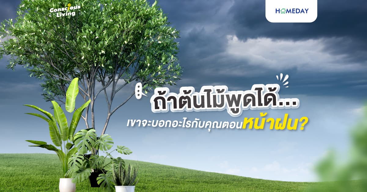 ถ้าต้นไม้พูดได้…เขาจะบอกอะไรกับคุณตอนหน้าฝน?