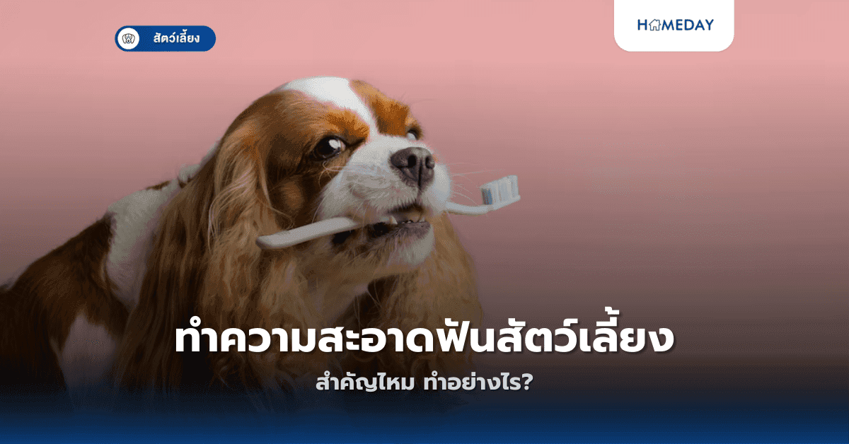 ทำความสะอาดฟันสัตว์เลี้ยงสำคัญไหม ทำอย่างไร?
