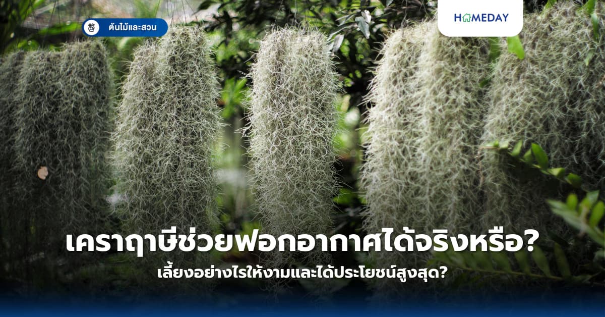 เคราฤาษีช่วยฟอกอากาศได้จริงหรือ? เลี้ยงอย่างไรให้งามและได้ประโยชน์สูงสุด?