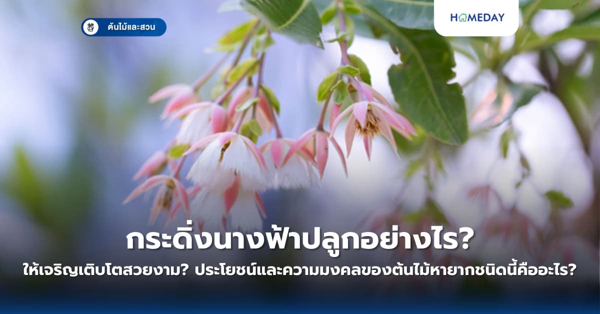 กระดิ่งนางฟ้าปลูกอย่างไรให้เจริญเติบโตสวยงาม? ประโยชน์และความมงคลของต้นไม้หายากชนิดนี้คืออะไร?