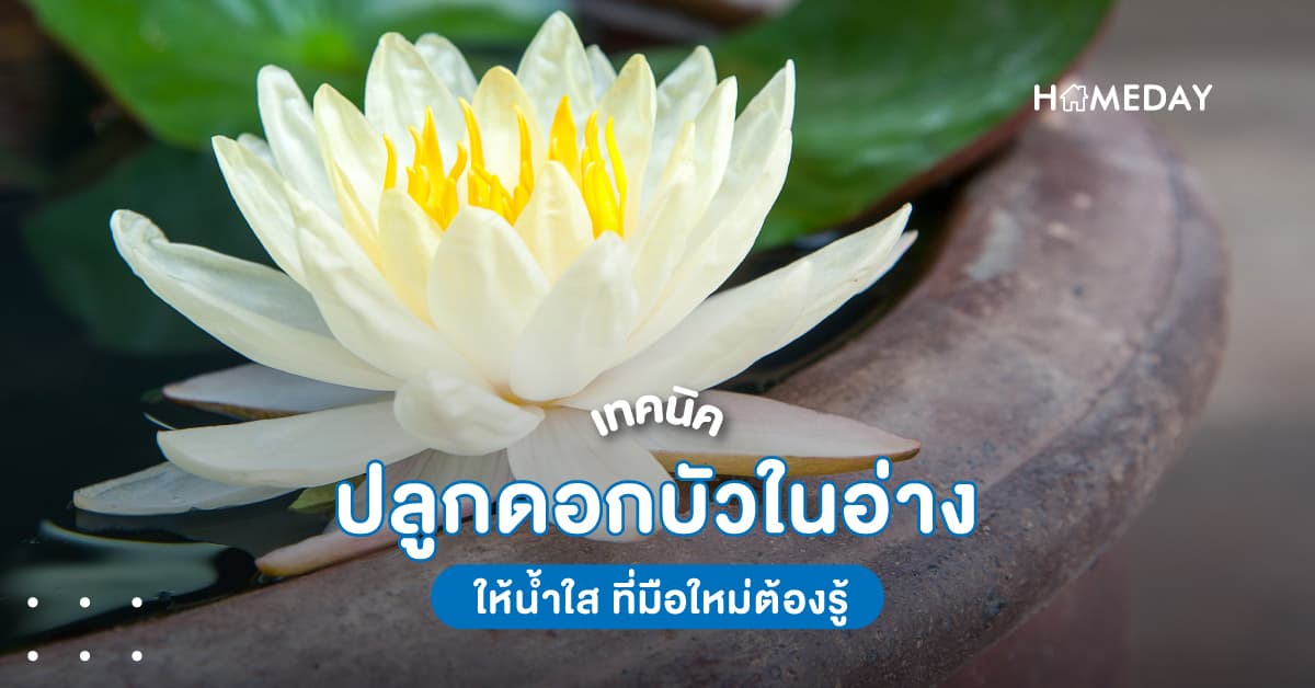 เทคนิคปลูกดอกบัวในอ่าง ให้น้ำใส ที่มือใหม่ต้องรู้