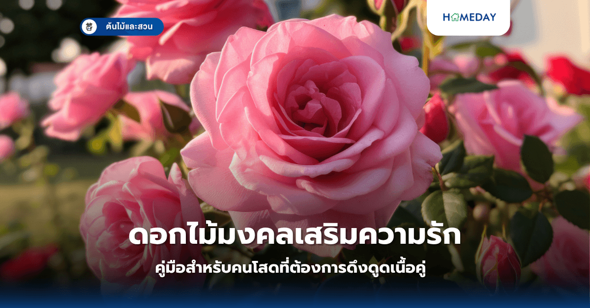 ดอกไม้มงคลเสริมความรัก: คู่มือสำหรับคนโสดที่ต้องการดึงดูดเนื้อคู่