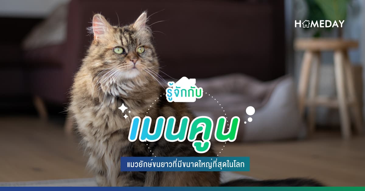 รู้จักกับเมนคูน แมวยักษ์ขนยาวที่มีขนาดใหญ่ที่สุดในโลก