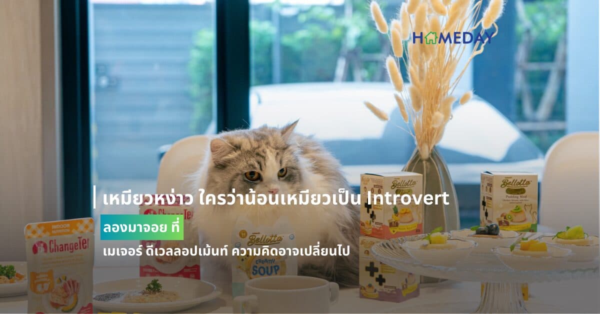เหมียวหง่าว ใครว่าน้อนเหมียวเป็น Introvert ลองมาจอย ที่ เมเจอร์ ดีเวลลอปเม้นท์ ความคิดอาจเปลี่ยนไป