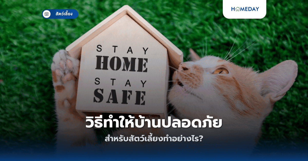 วิธีทำให้บ้านปลอดภัยสำหรับสัตว์เลี้ยงทำอย่างไร?