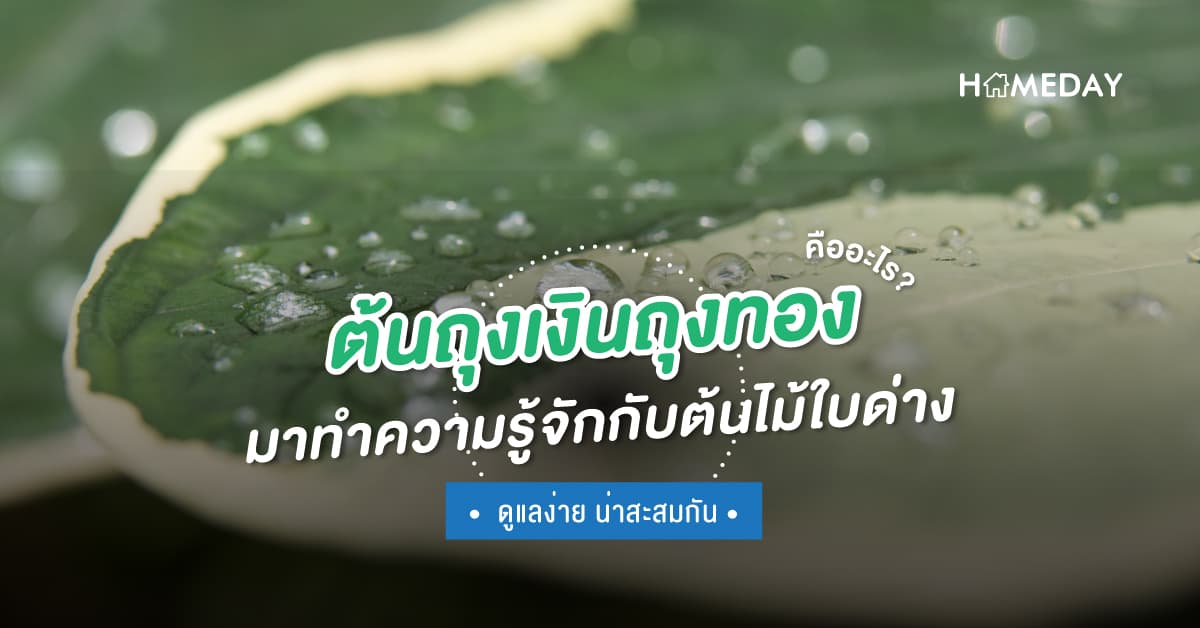 ต้นถุงเงินถุงทองคืออะไร? มาทำความรู้จักกับต้นไม้ใบด่าง ดูแลง่าย น่าสะสมกัน