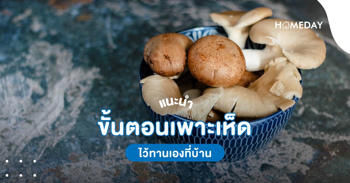 แนะนำขั้นตอนเพาะเห็ดไว้ทานเองที่บ้าน