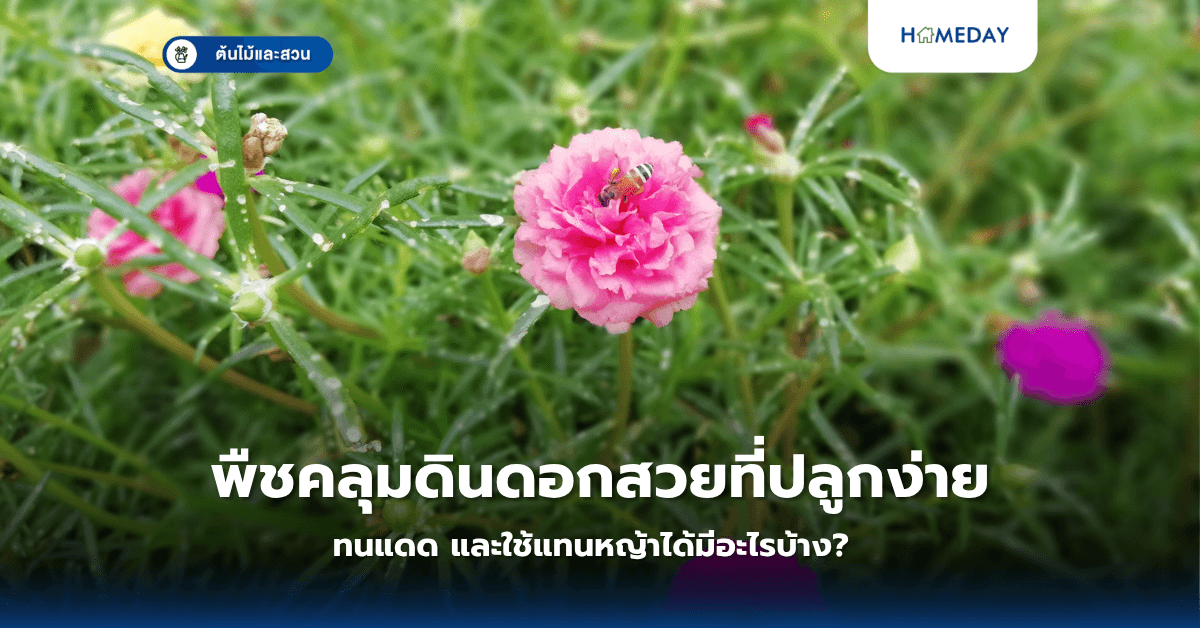 พืชคลุมดินดอกสวยที่ปลูกง่าย ทนแดด และใช้แทนหญ้าได้มีอะไรบ้าง?