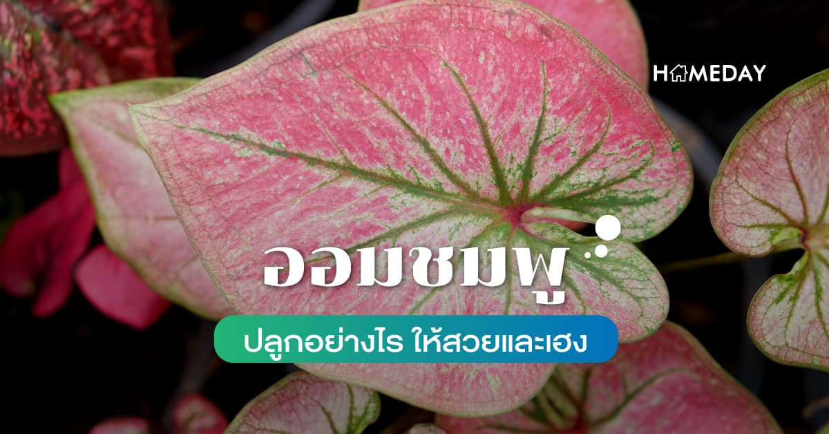 ออมชมพู ปลูกอย่างไร ให้สวยและเฮง