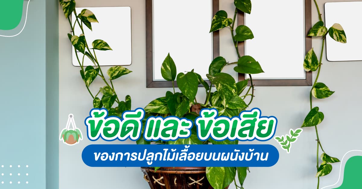 ข้อดี และ ข้อเสีย ของการปลูกไม้เลื้อยบนผนังบ้าน