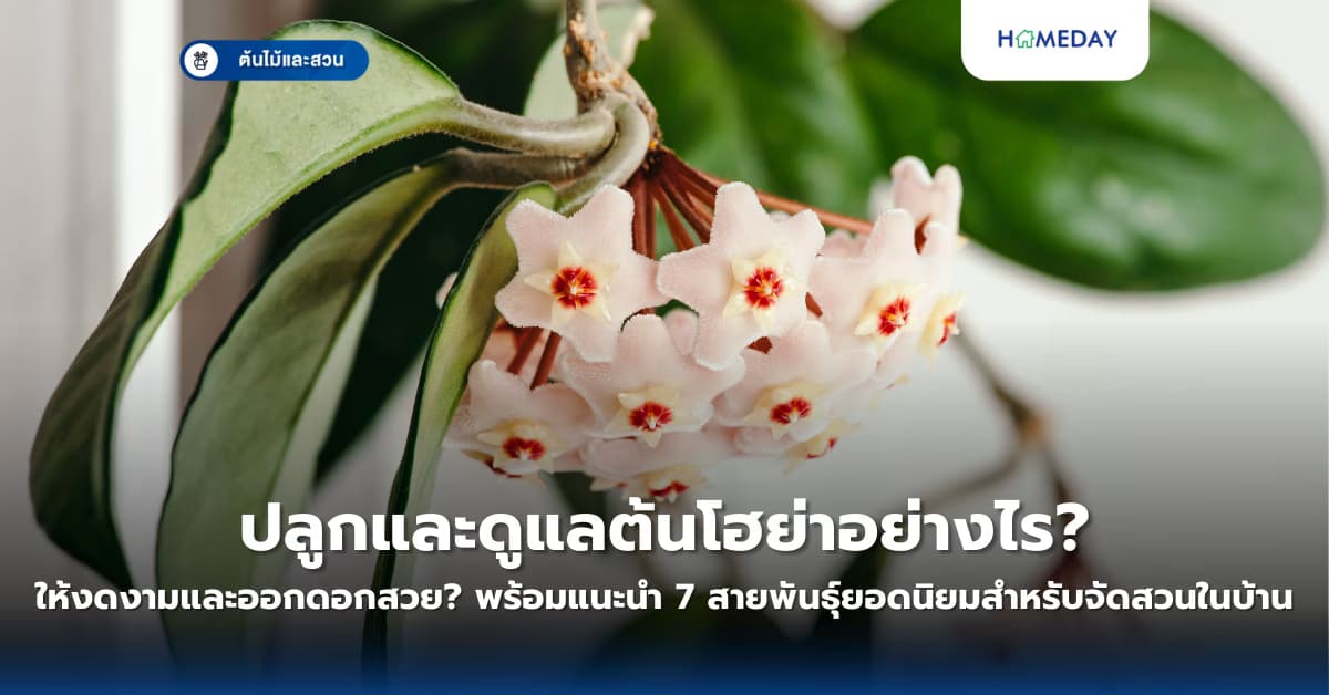 ปลูกและดูแลต้นโฮย่าอย่างไรให้งดงามและออกดอกสวย? พร้อมแนะนำ 7 สายพันธุ์ยอดนิยมสำหรับจัดสวนในบ้าน