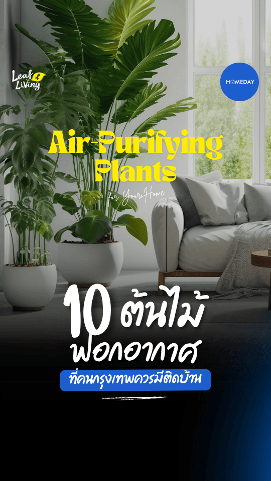 เหนื่อยกับฝุ่น PM2.5 และอากาศไม่ดีใช่ไหม? มาดูทางนี้!