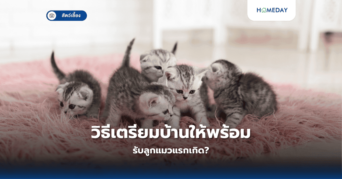 วิธีเตรียมบ้านให้พร้อมรับลูกแมวแรกเกิด?