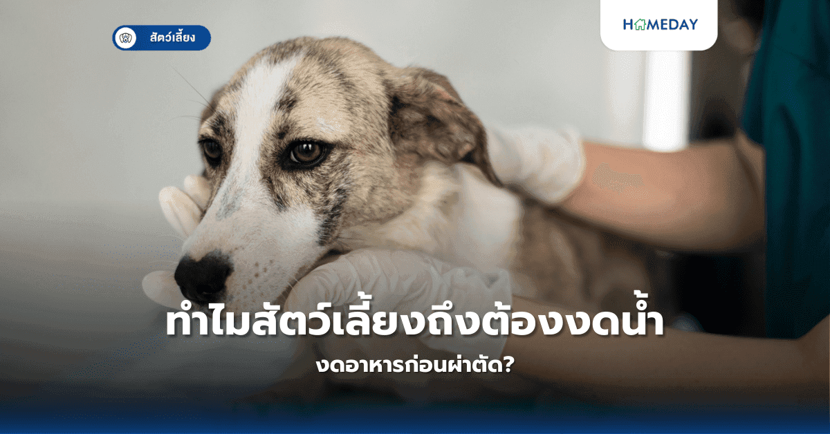 ทำไมสัตว์เลี้ยงถึงต้องงดน้ำงดอาหารก่อนผ่าตัด?