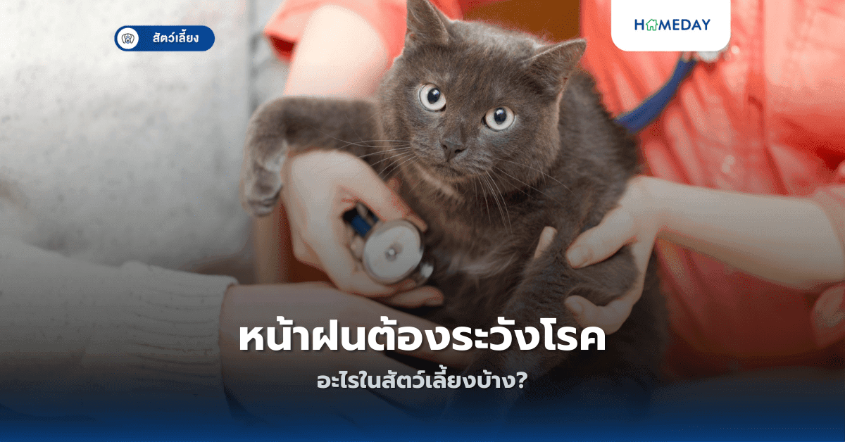 หน้าฝนต้องระวังโรคอะไรในสัตว์เลี้ยงบ้าง?