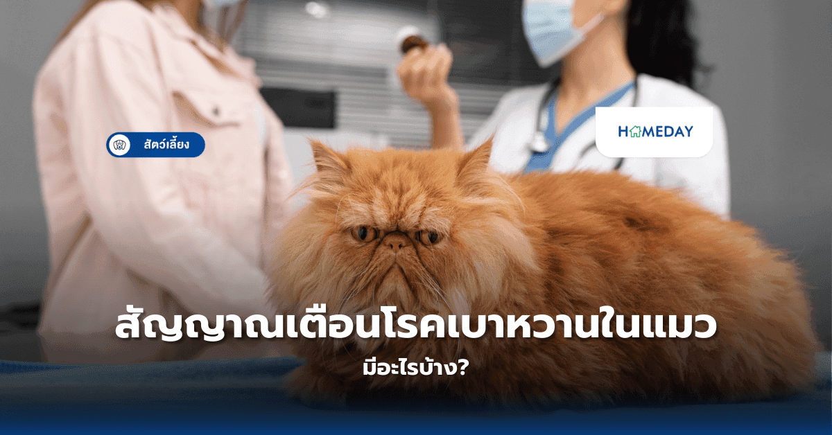 สัญญาณเตือนโรคเบาหวานในแมวมีอะไรบ้าง?