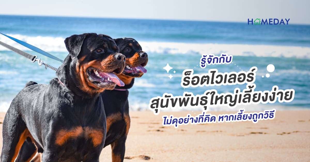 รู้จักกับ ร็อตไวเลอร์ สุนัขพันธุ์ใหญ่เลี้ยงง่าย ไม่ดุอย่างที่คิด หากเลี้ยงถูกวิธี