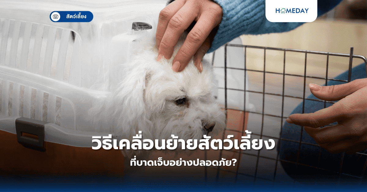 วิธีเคลื่อนย้ายสัตว์เลี้ยงที่บาดเจ็บอย่างปลอดภัย?