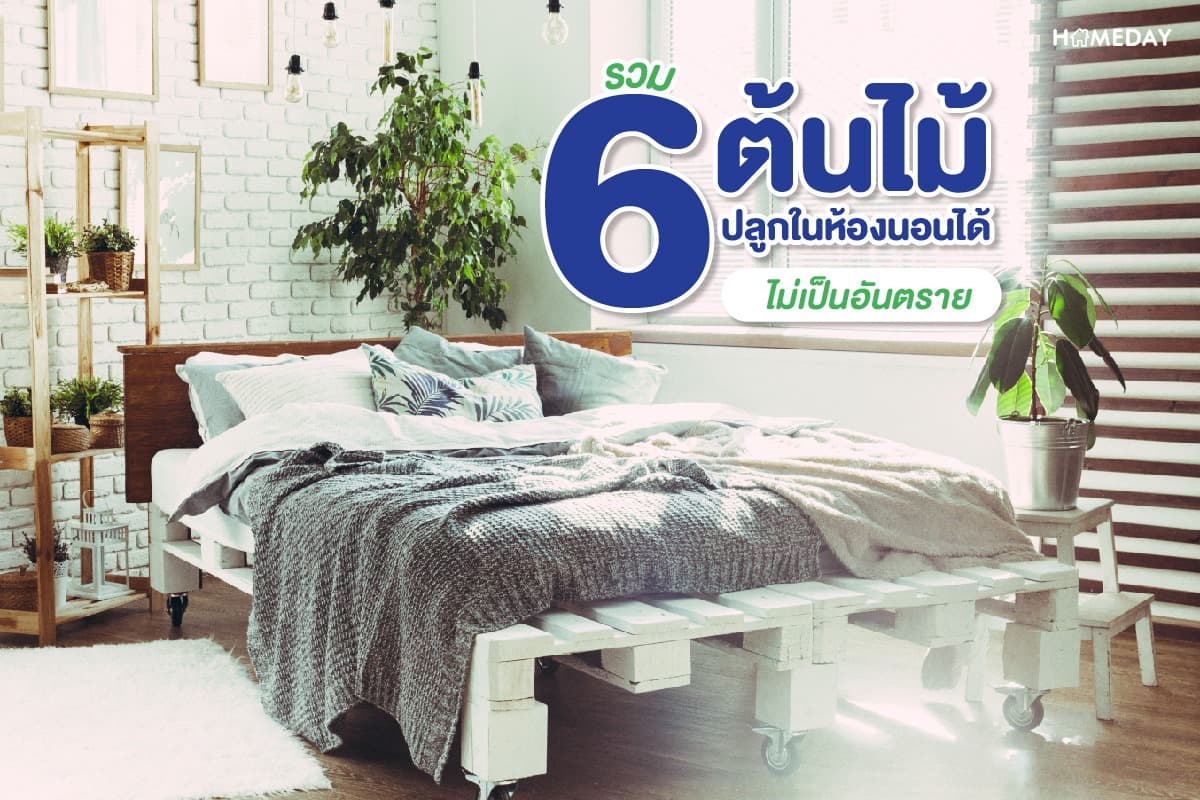 รวม 6 ต้นไม้ ปลูกในห้องนอนได้ ไม่เป็นอันตราย