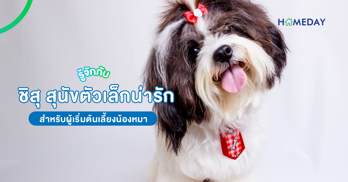 รู้จักกับ ชิสุ สุนัขตัวเล็กน่ารักสำหรับผู้เริ่มต้นเลี้ยงน้องหมา