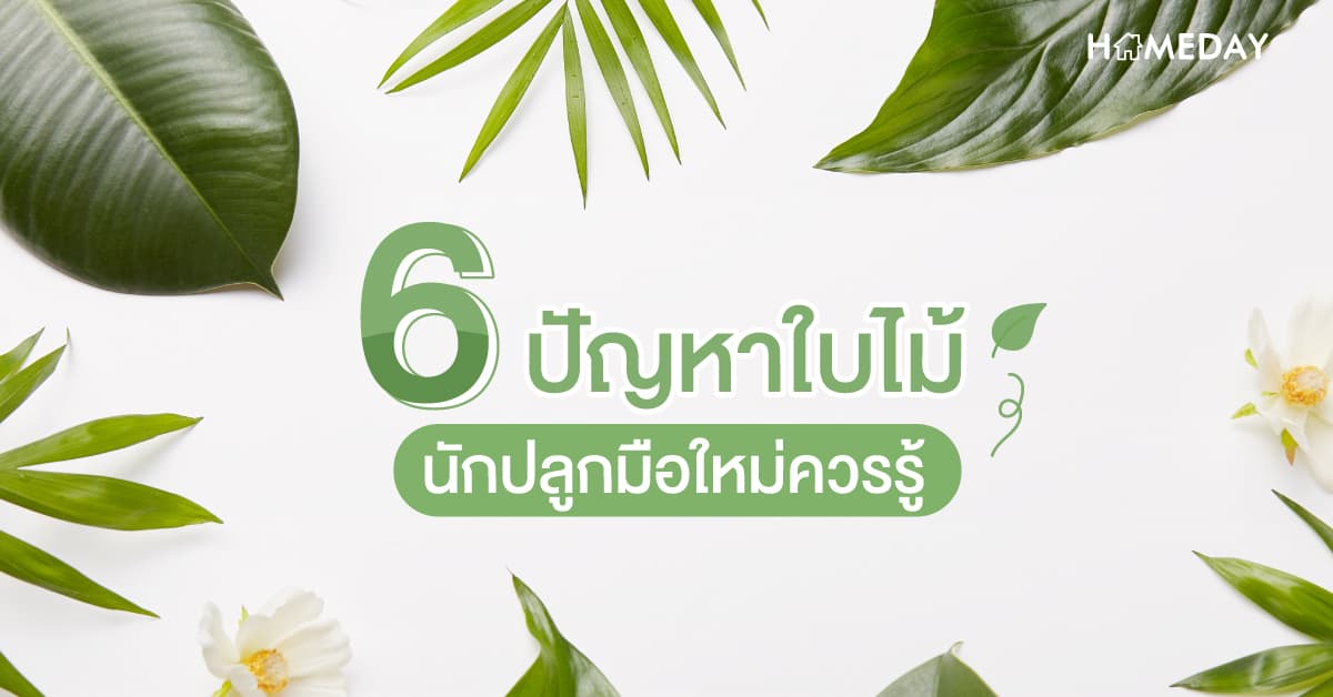 6 ปัญหาใบไม้ นักปลูกมือใหม่ควรรู้