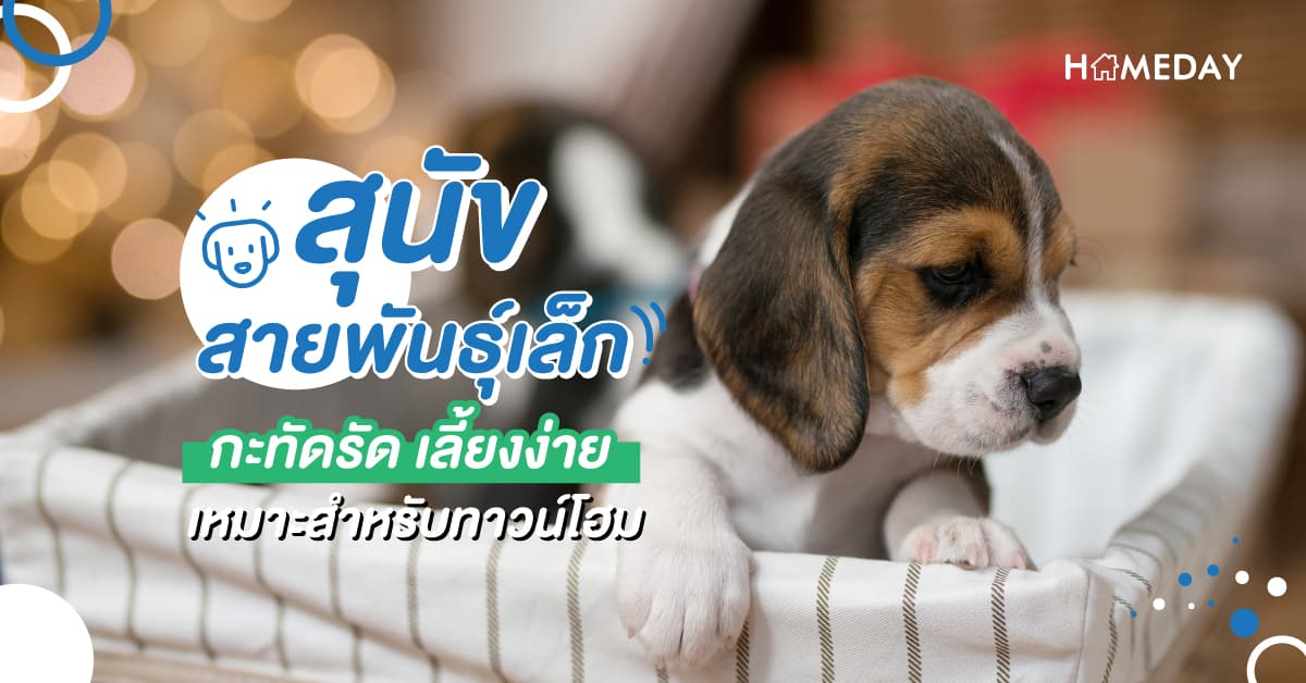 สุนัขสายพันธุ์เล็ก กะทัดรัด เลี้ยงง่าย เหมาะสำหรับทาวน์โฮม